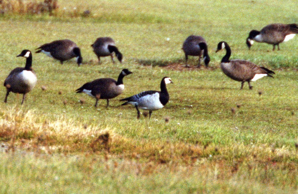 Goose, Barnacle, Ipswitch, MA B10P40I02 crop2.jpg - Barnacle Goose